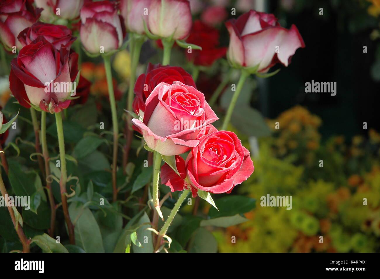 rose petals in spain Stock Photo Alamy
