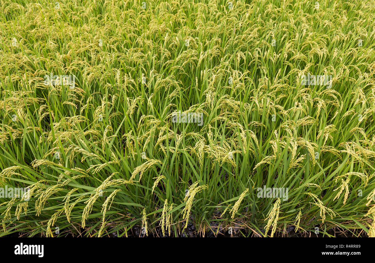 Greend Rice Field Green Rice field Stock Photo - Alamy