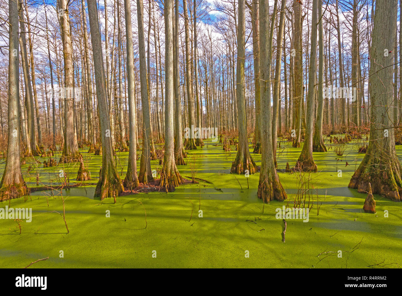 Mystical Colors in a Cypress Swamp Stock Photo