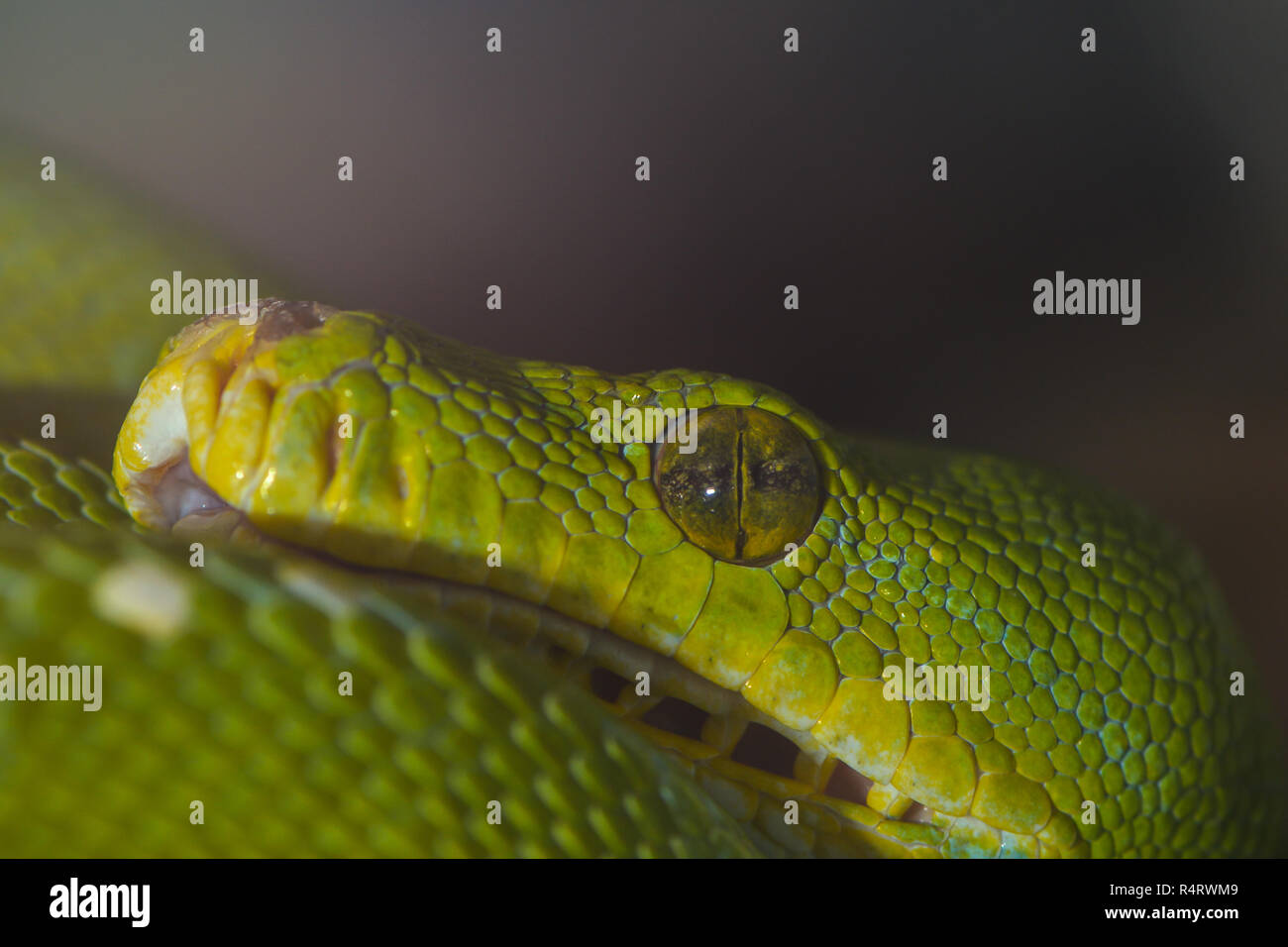 green tree python Stock Photo - Alamy