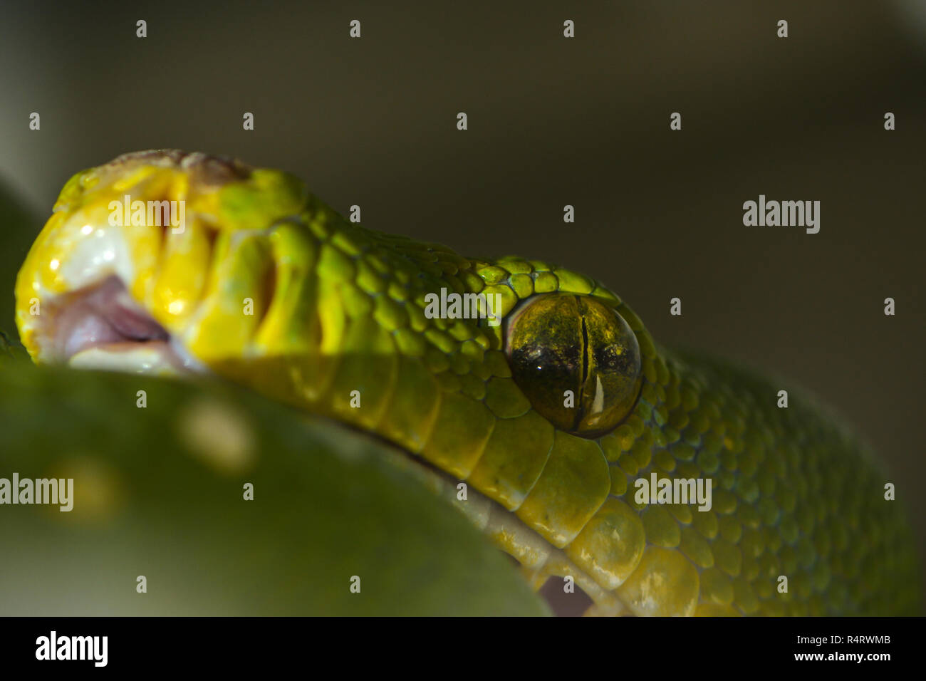 green tree python Stock Photo - Alamy