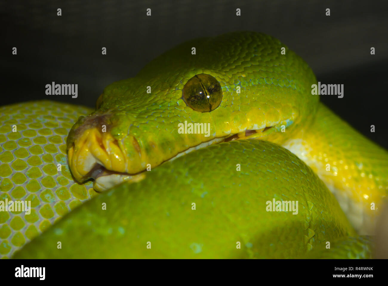 green tree python Stock Photo - Alamy