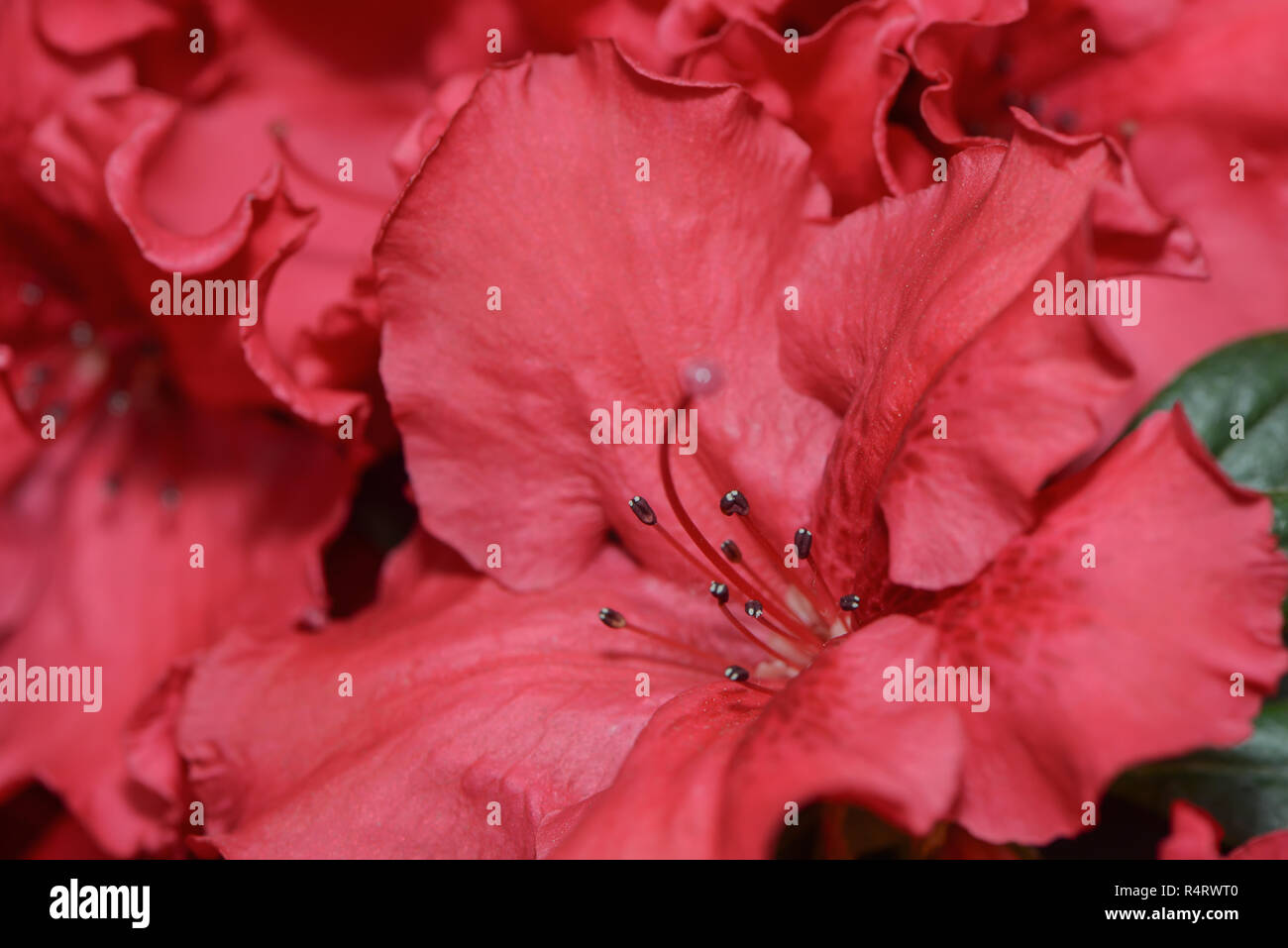 rhododendron flowers Stock Photo