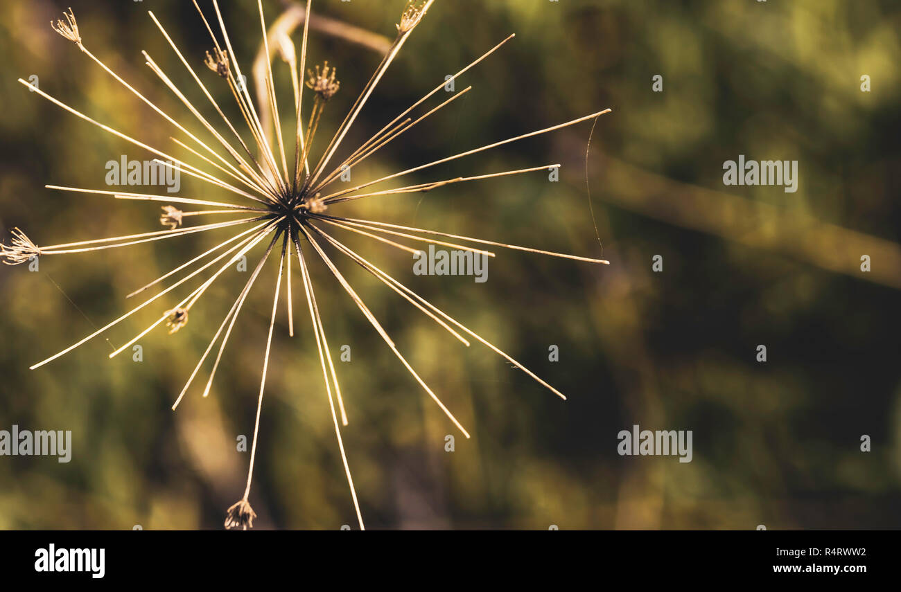 Heracleum mantegazzianum close up and overhead plane with spider web and defocused autumnal background Stock Photo