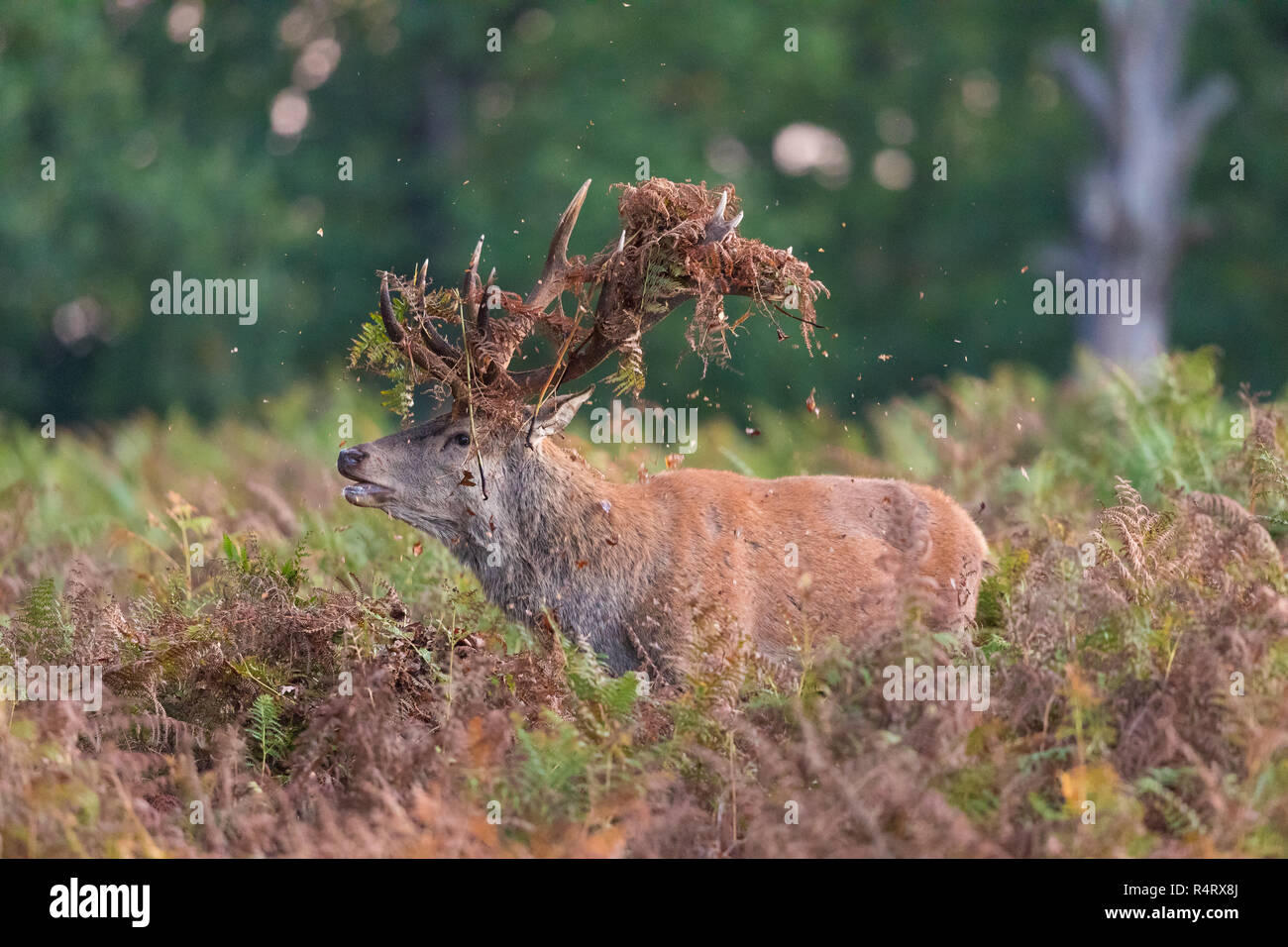 Red Deer With A Head Dress Stock Photo