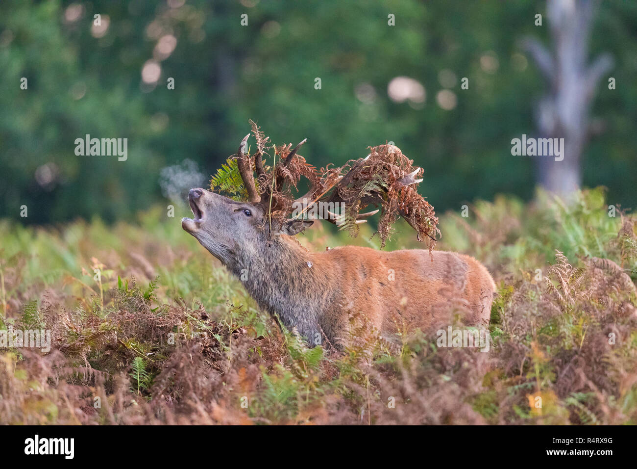 Bellowing Red Deer Stock Photo