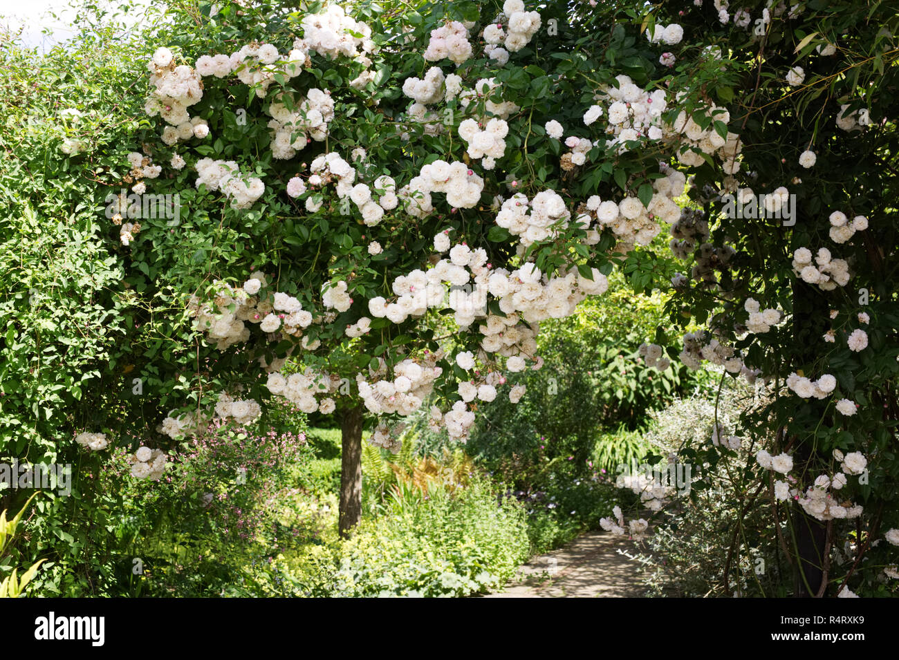 Rosa 'Felicite et Perpetue' flowers at RHS Wisley gardens. Stock Photo