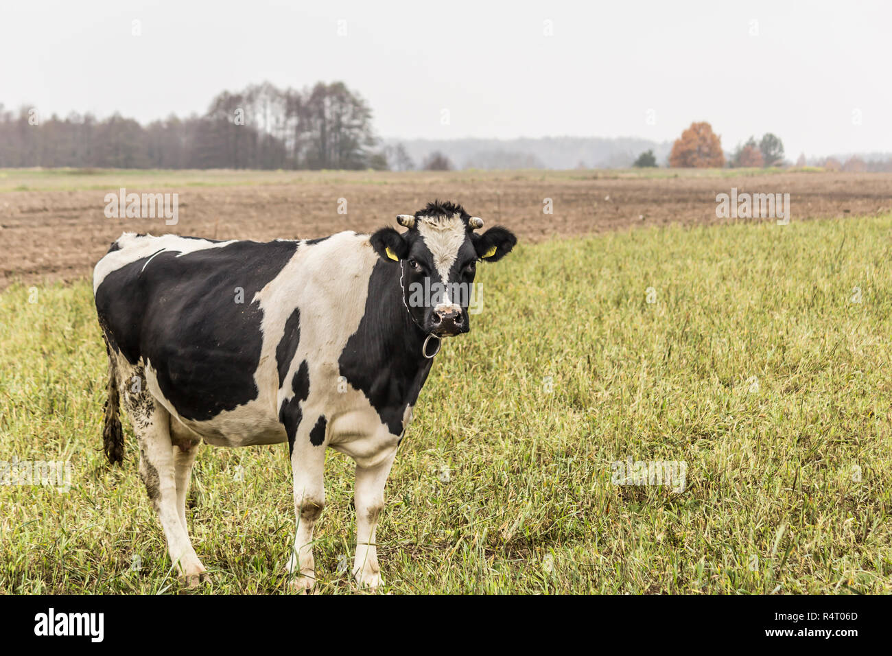 Cow are black and white color, grazing in a meadow with green grass ...