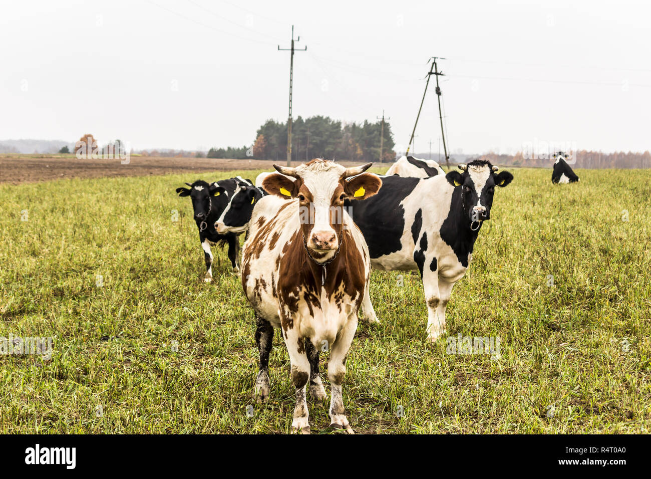 Cow are red and white color,grazing in a meadow with green grass ...