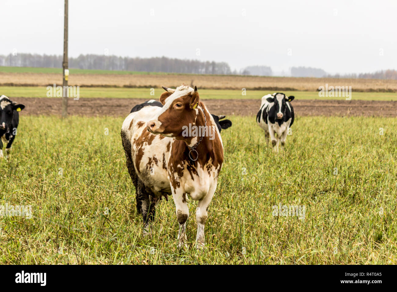 Cow are red and white color,grazing in a meadow with green grass ...