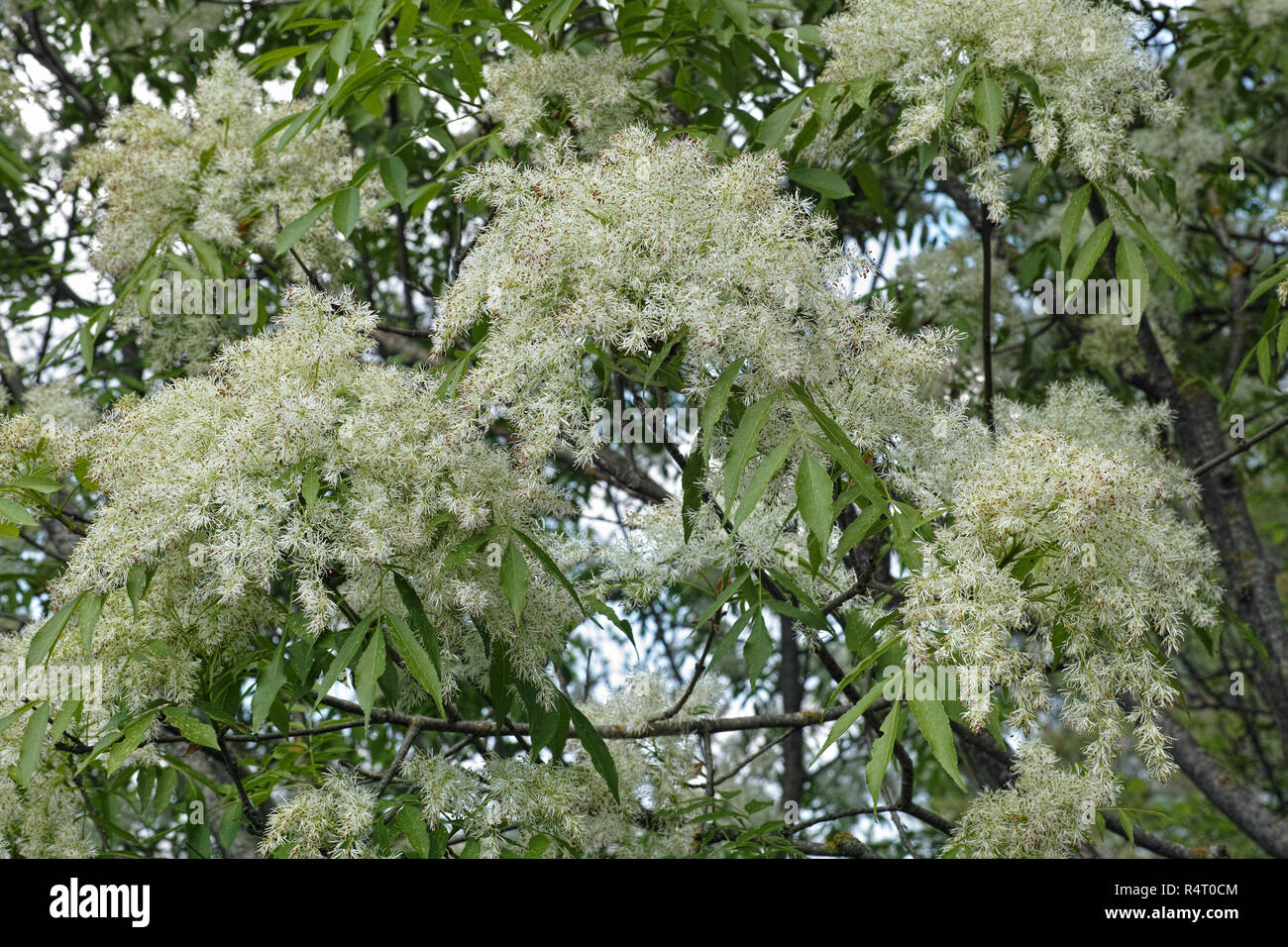 manna ash, south european flowering ash,inflorescences and leaves Stock Photo