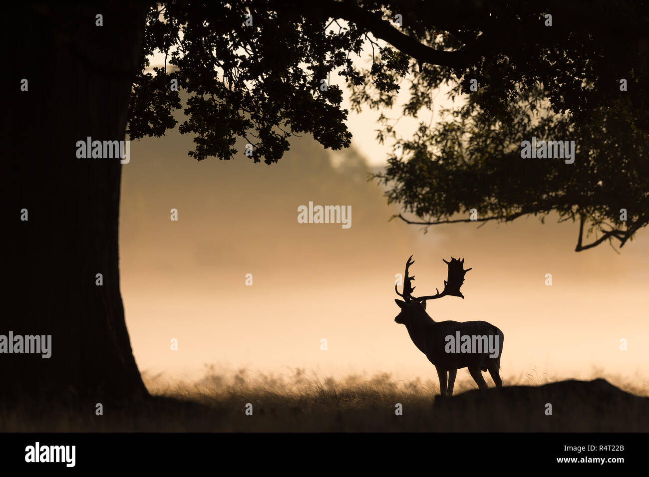 Fallow Deer Silhouette Stock Photo - Alamy