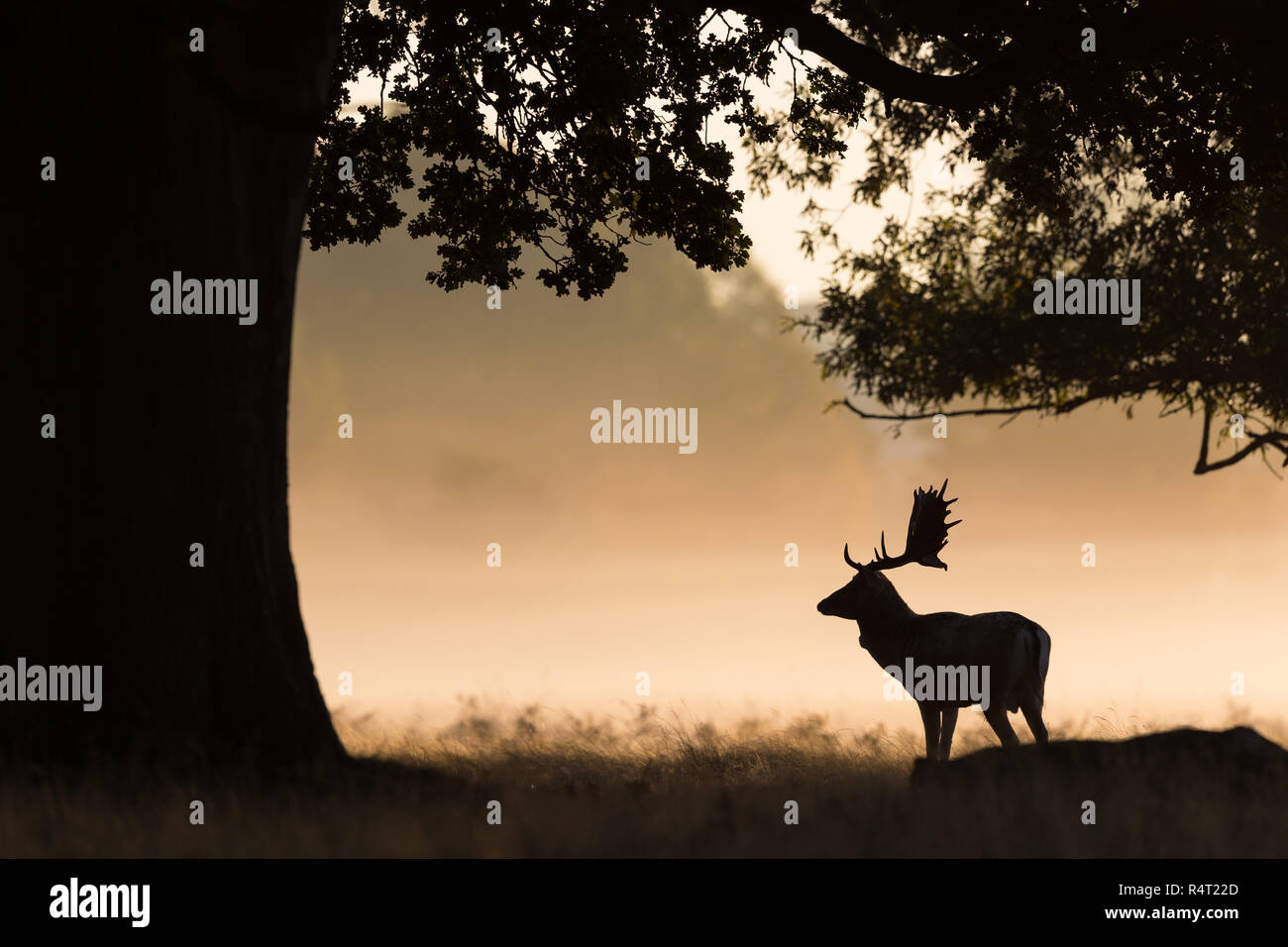 Fallow Deer Silhouette Stock Photo - Alamy