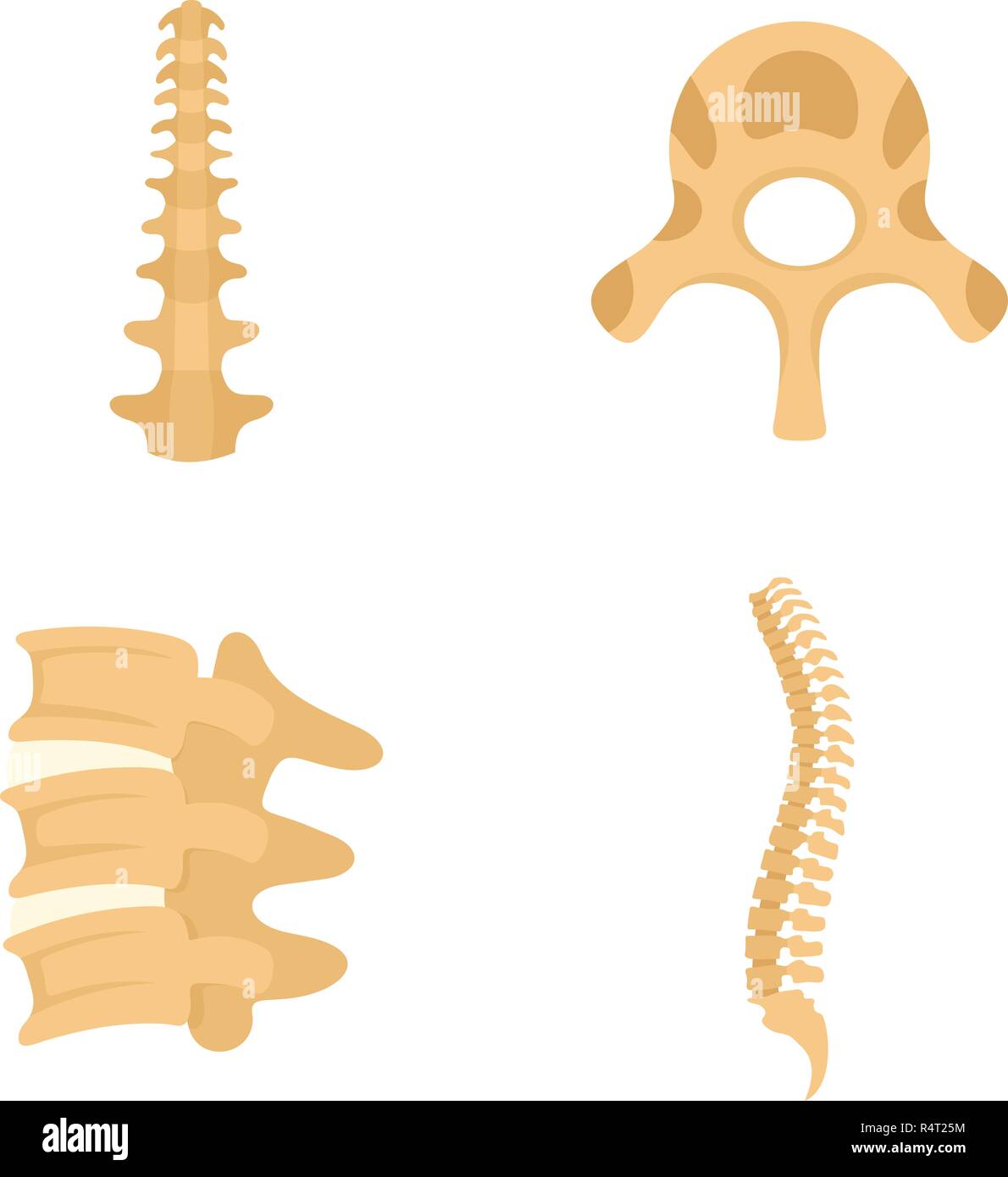 Spine orthopedic vertebra icons set. Flat illustration of 4 spine ...