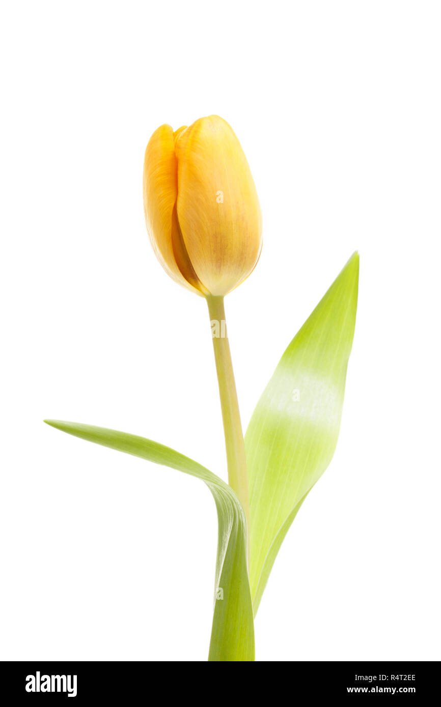 Yellow tulip isolated on white background Stock Photo - Alamy