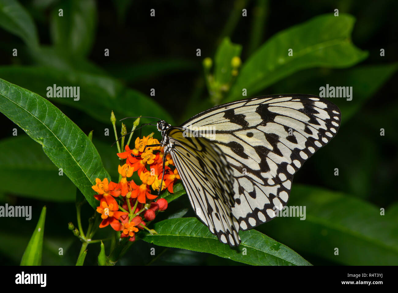 white tree nymph Stock Photo Alamy