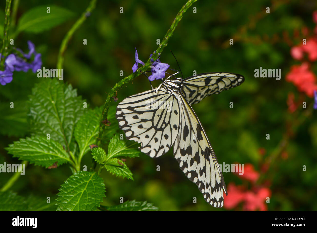 white tree nymph Stock Photo Alamy