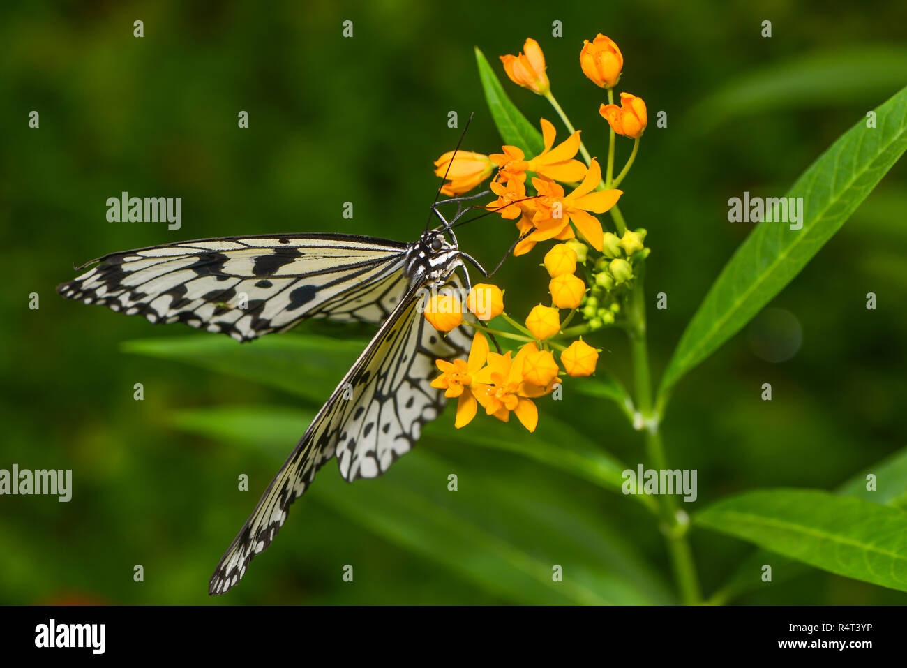 white tree nymph Stock Photo Alamy