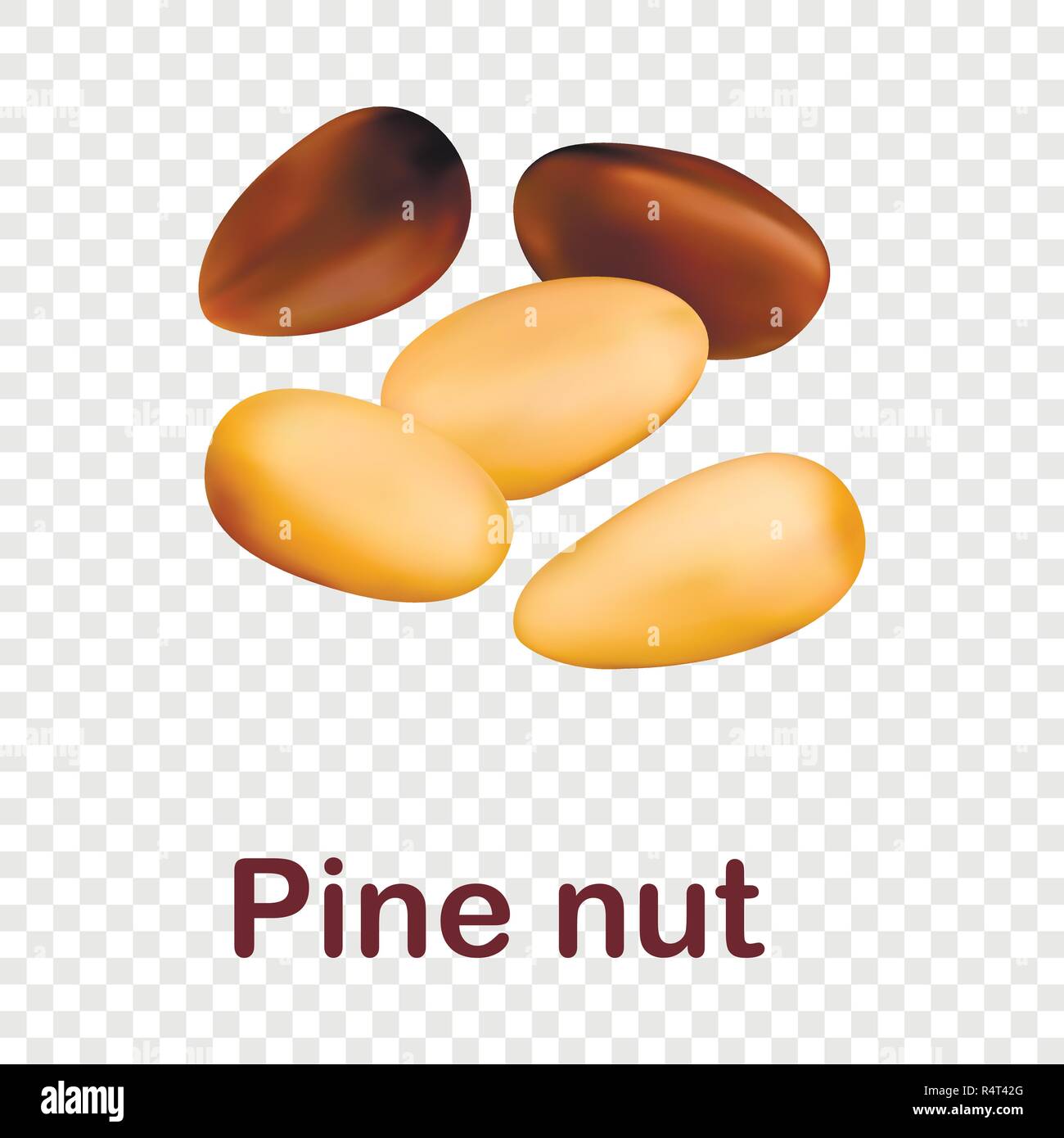 Pine nut icon. Realistic illustration of pine nut vector icon for on