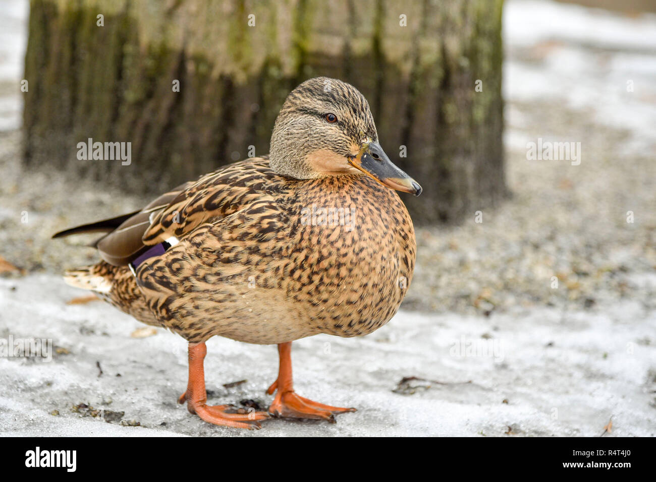 Duck gray bright walks on the melting snow in early spring color macro ...