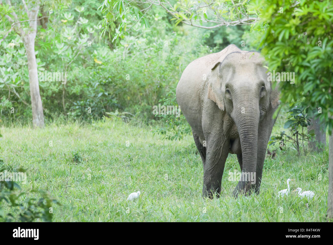 Asian elephants are the largest living land animals in Asia.Asian