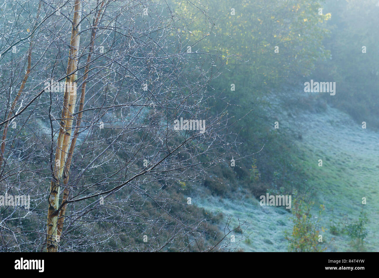 Silver Birch (Betula pendula) branches with water droplets, Leeds, West ...