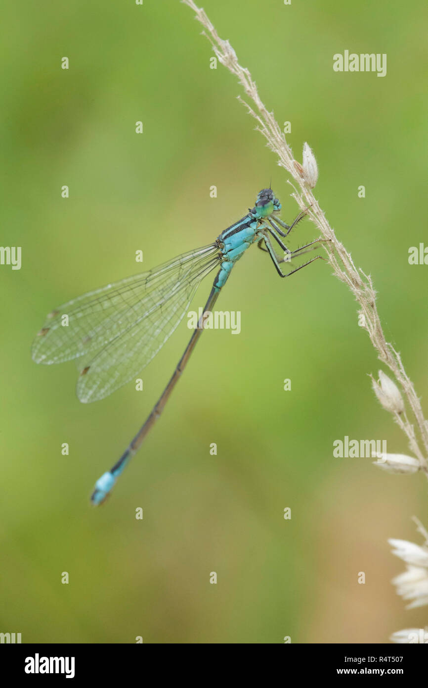 Blue tailed Damselfly (Ischnura elegans) male, resting on grass stem ...