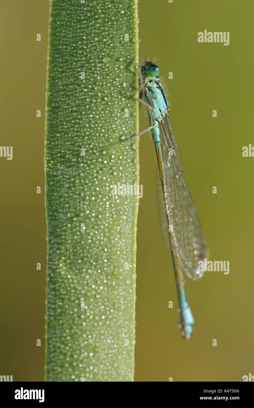 Blue tailed Damselfly (Ischnura elegans) male, resting on reed leaf, West Yorkshire, England, August Stock Photo