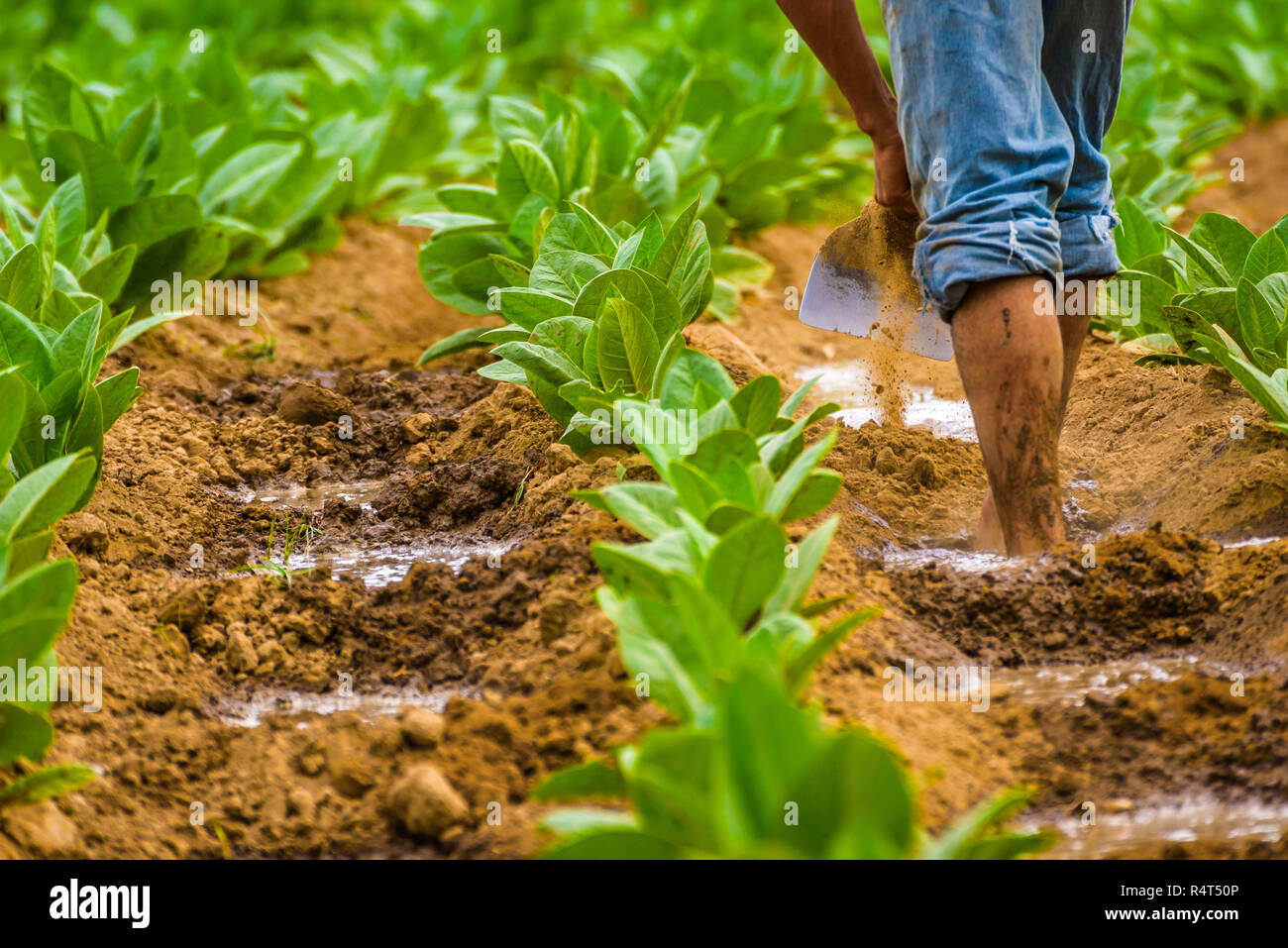 tobacco ground Cuban tobacco farmer working the soil on a field surrounded by green tobacco  leaves. Man hoeing ground bare feet in tobacco plantation. Vinales valley  Stock Photo