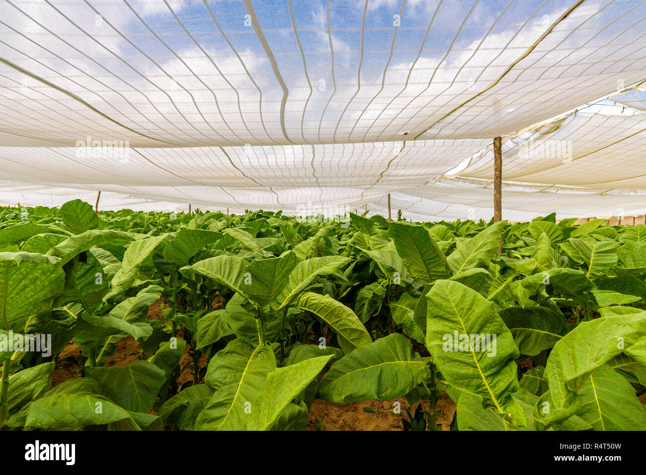Cuban tobacco farm and field. Low view of big green leaves. Shade grown plants. Tobacco plantation in San Juan Y Martinez, Vinales Valley, Cuba. Stock Photo