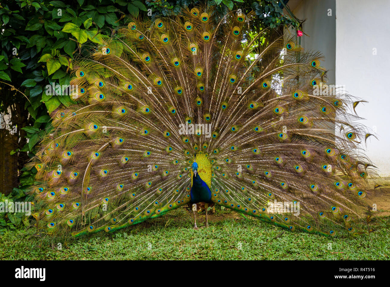 Close up portrait of beautiful peacock with feathers out in a farm in Vinales Valley, Cuba Stock Photo