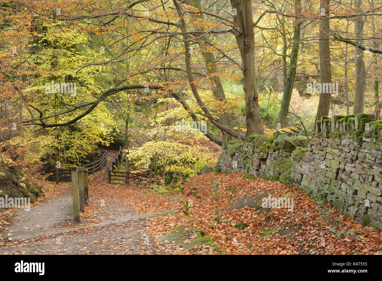 View of footpath leading to Goit Stock Waterfalls, Harden, West