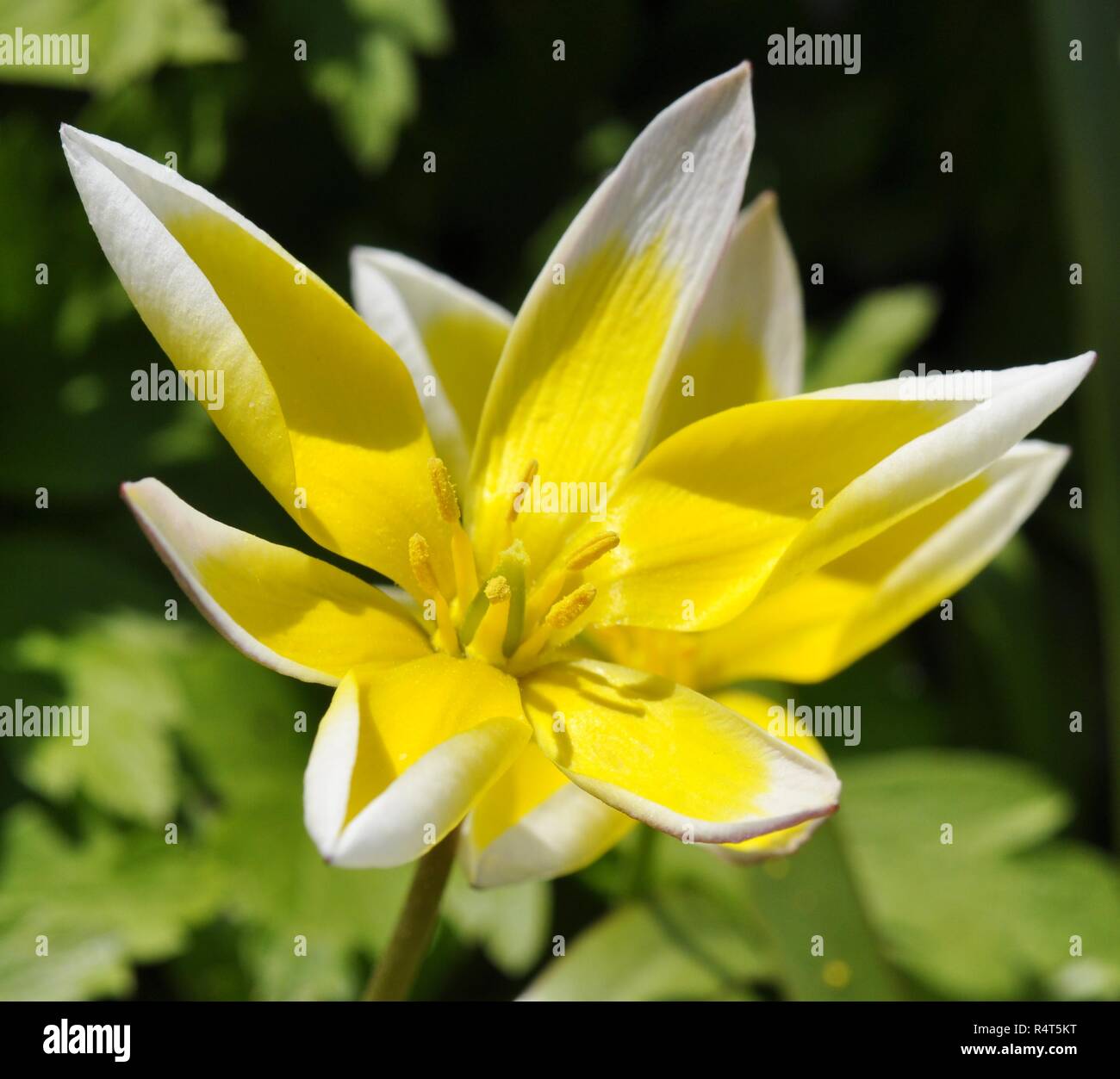 Closeup on flowering wild tulip Tulipa tarda Stock Photo