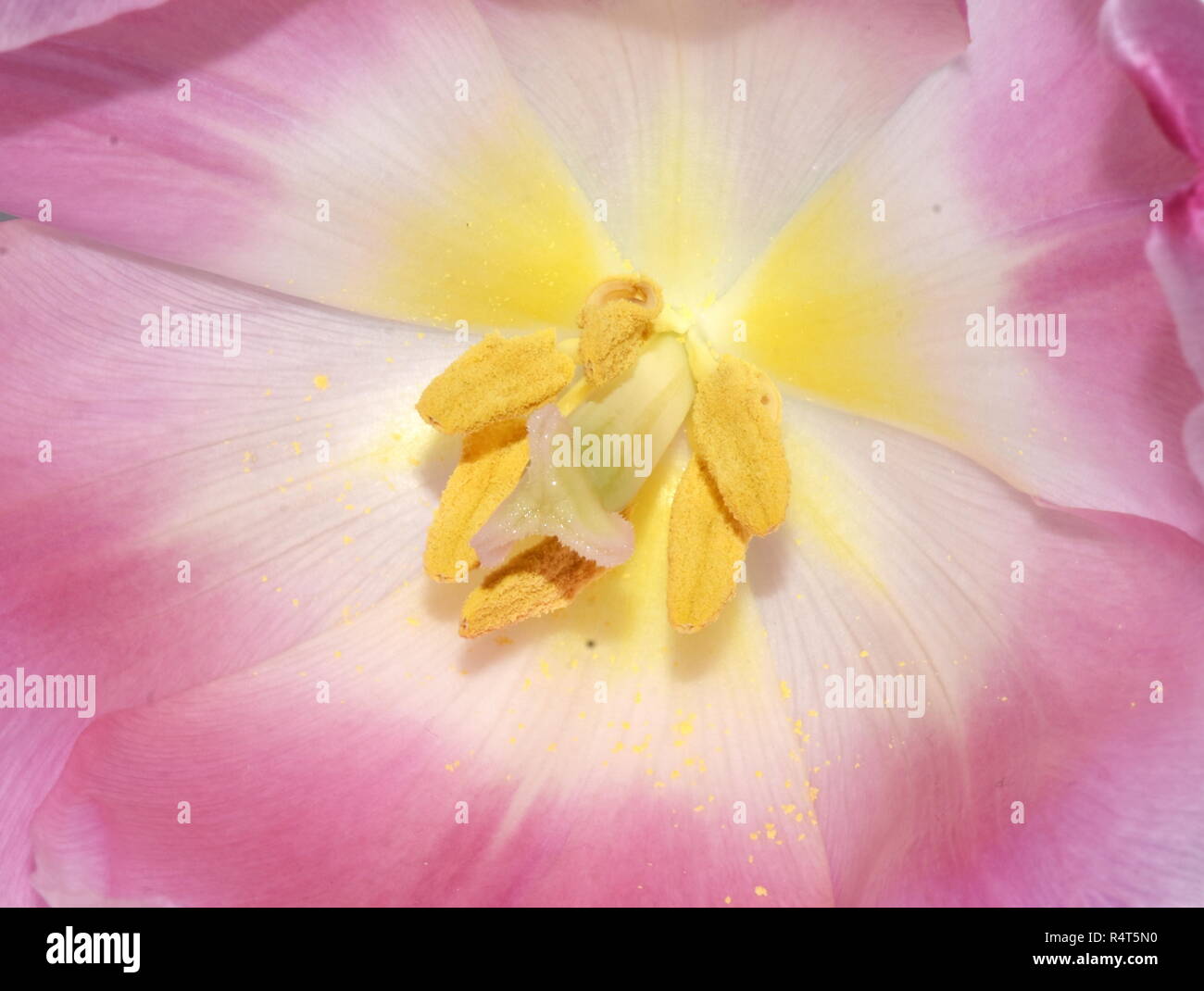 Closeup on the inside of a pink tulip Stock Photo