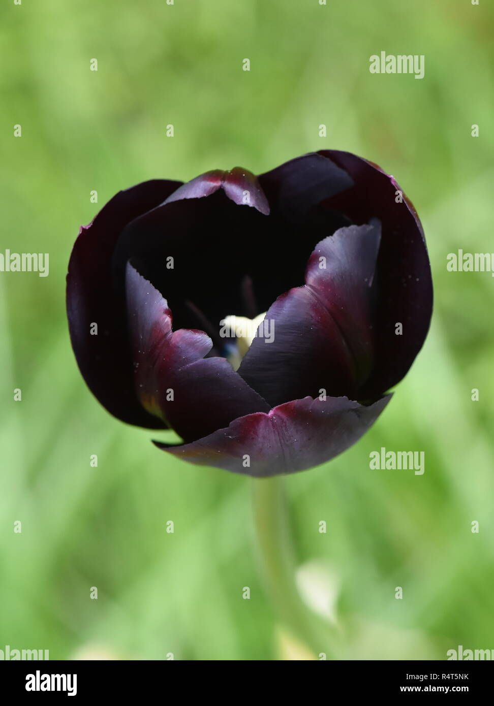 Dark purple tulip hi-res stock photography and images - Alamy