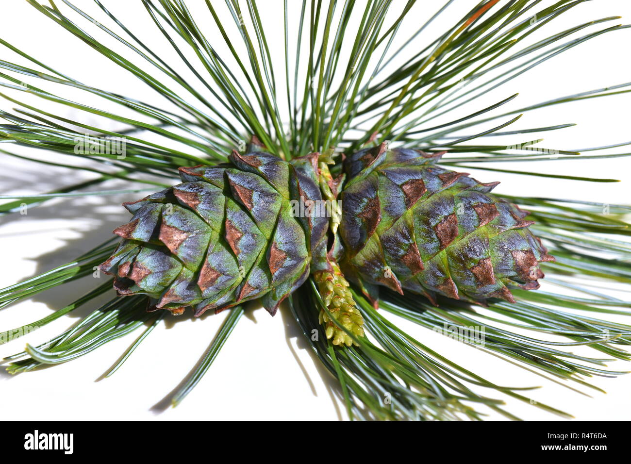 Colorful dwarf pine cones isolated on white background Stock Photo