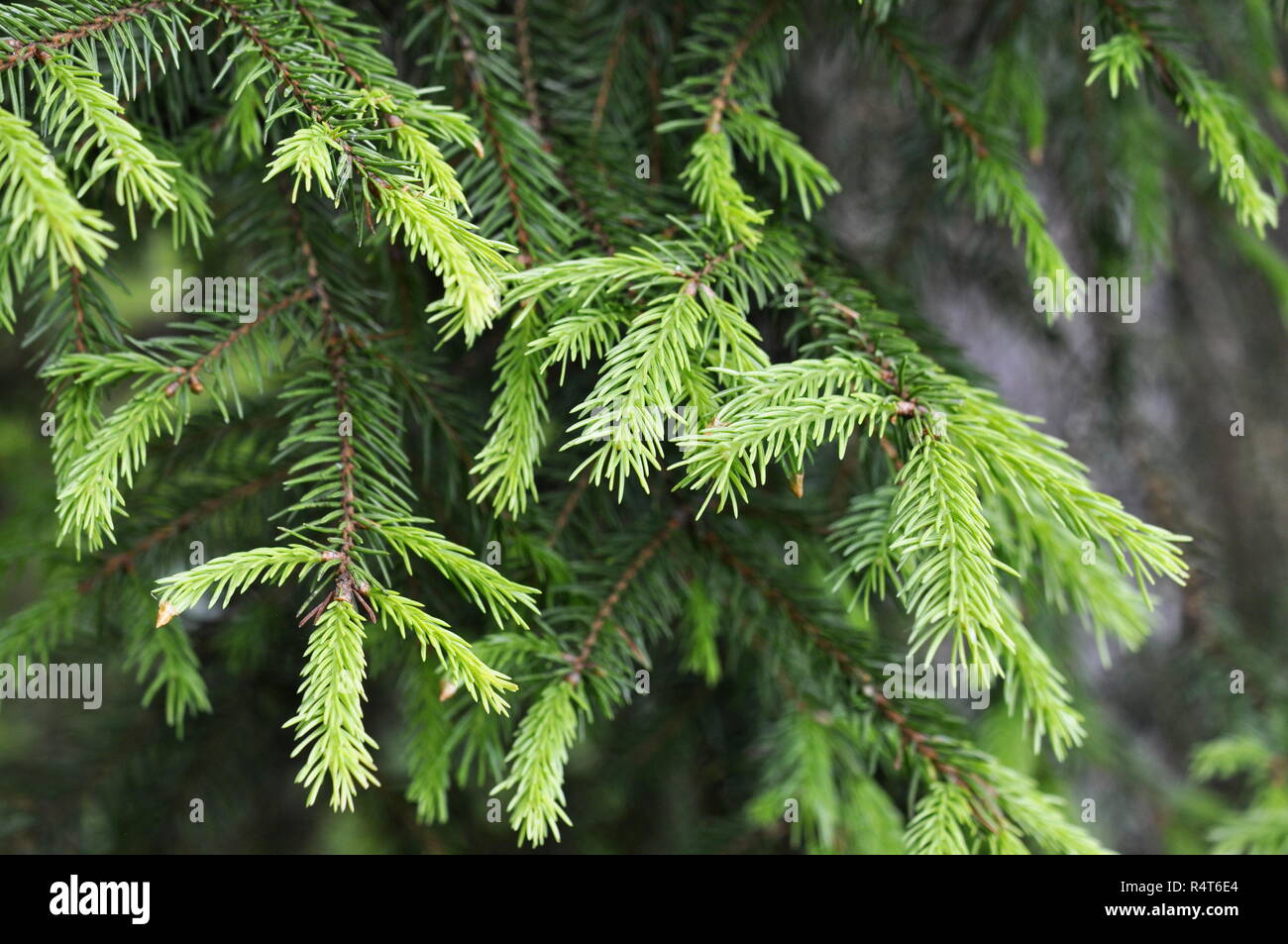Branches of a spruce tree Picea abies with new foliage growing Stock Photo