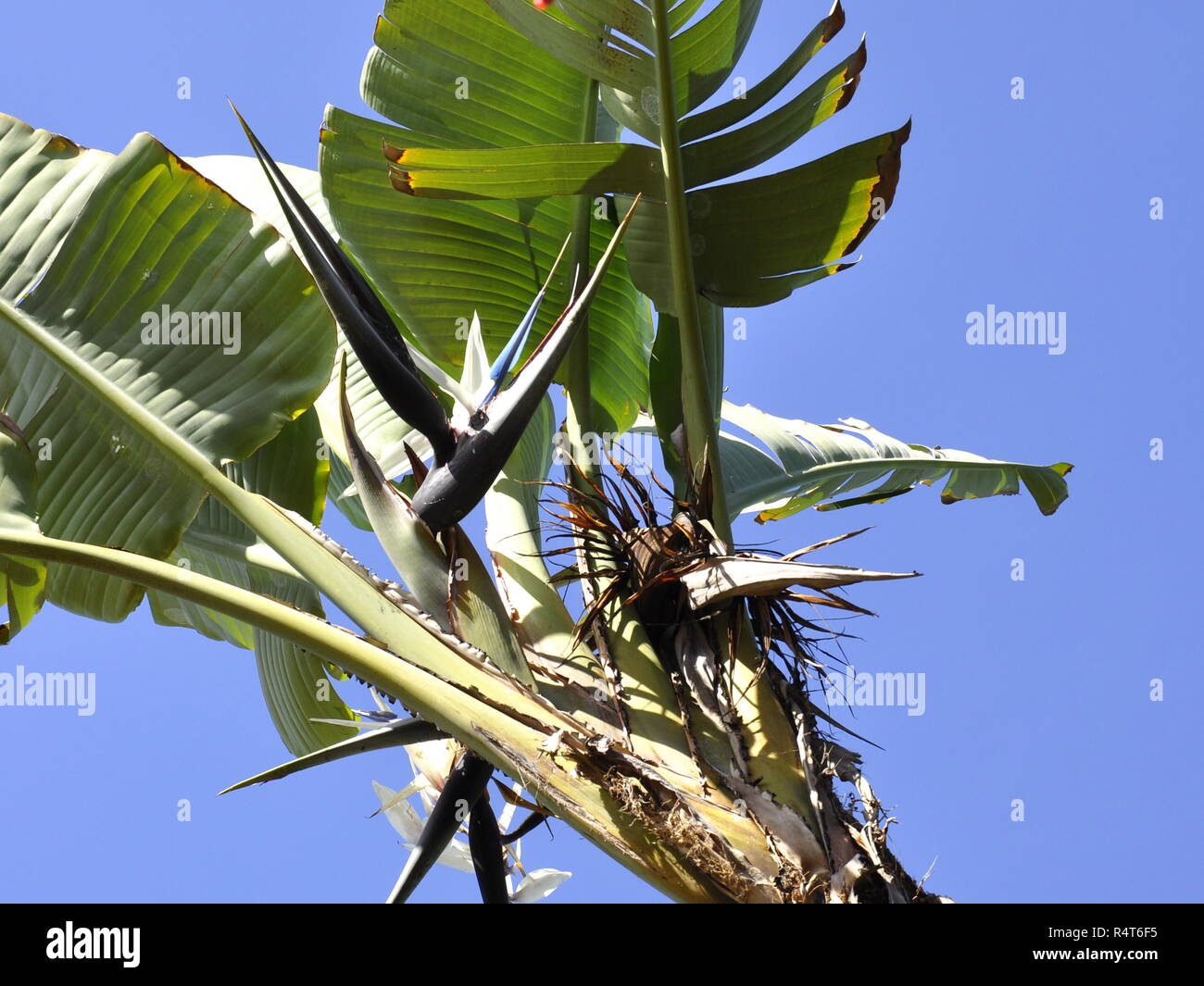 Flower of Ravenala Madagascariensis Stock Photo - Image of flower, circle:  97525928