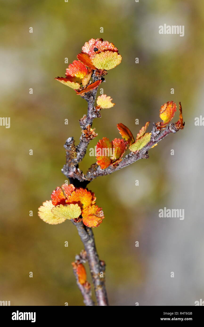 Dwarf birch Betula nana in autumn colors Stock Photo