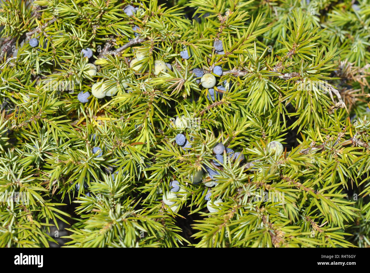 Common juniper Juniperus communis Stock Photo
