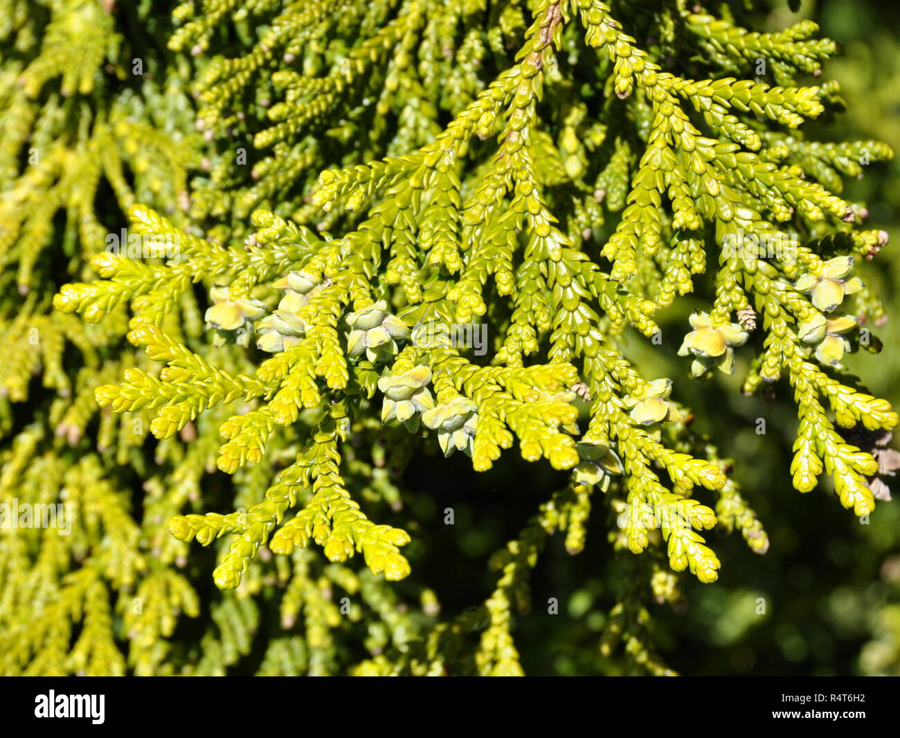 Evergreen conifer Thujopsis dolabrata Stock Photo