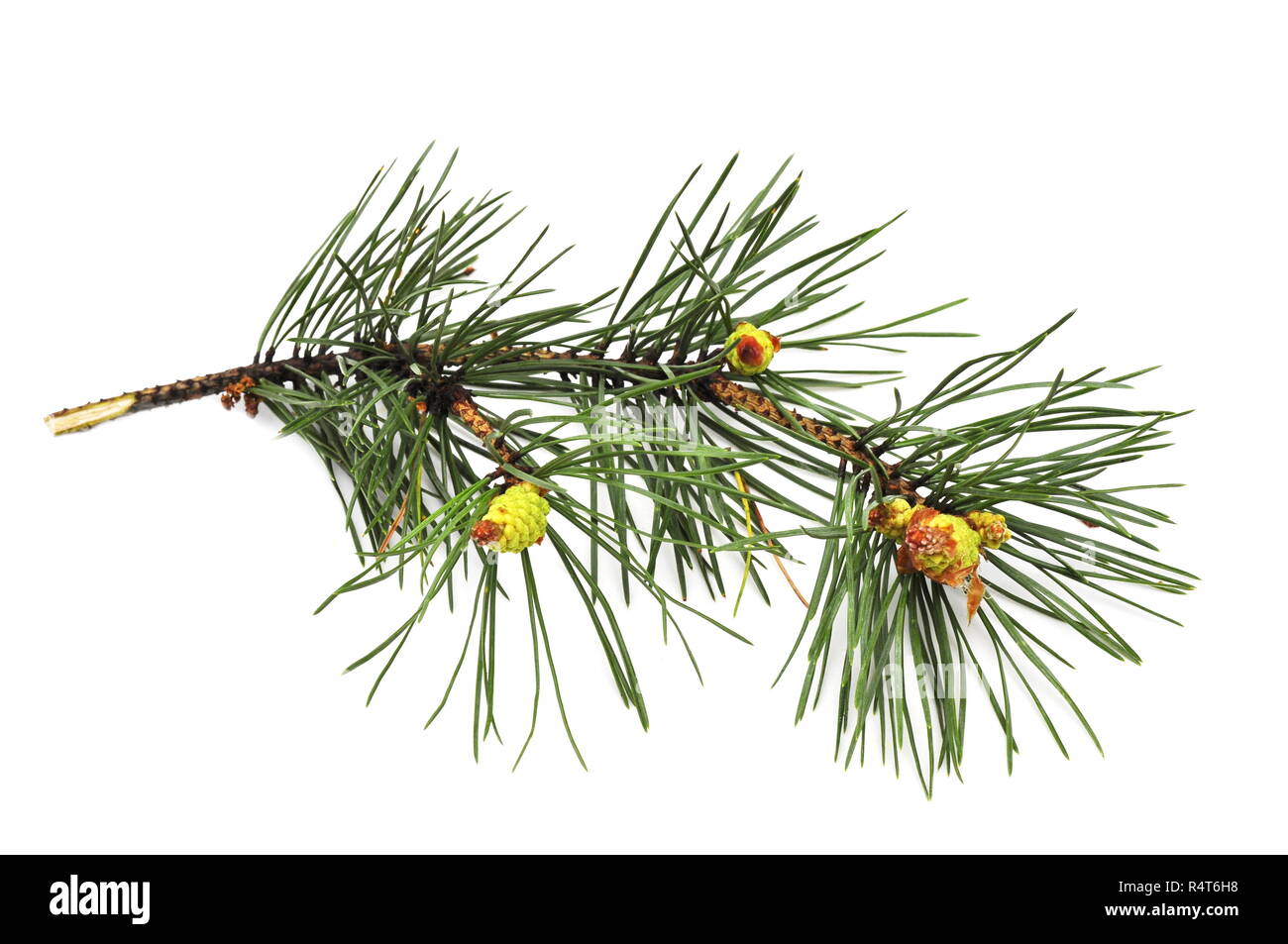 Branch of Pinus sylvestris on white background Stock Photo