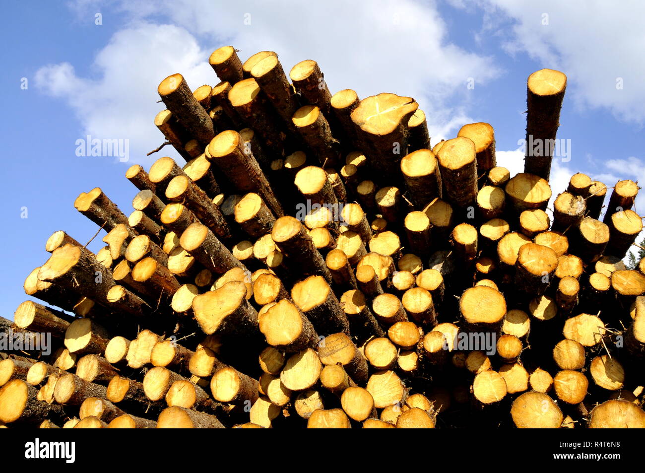 Pile of timber logs laying in a forest Stock Photo