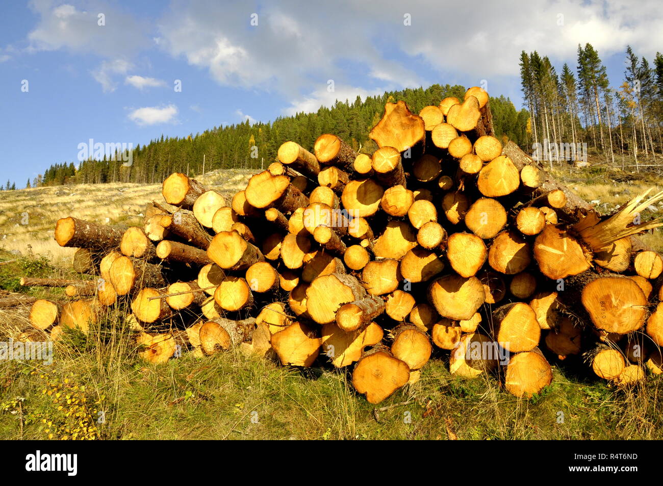 Pile of timber logs laying in a forest Stock Photo