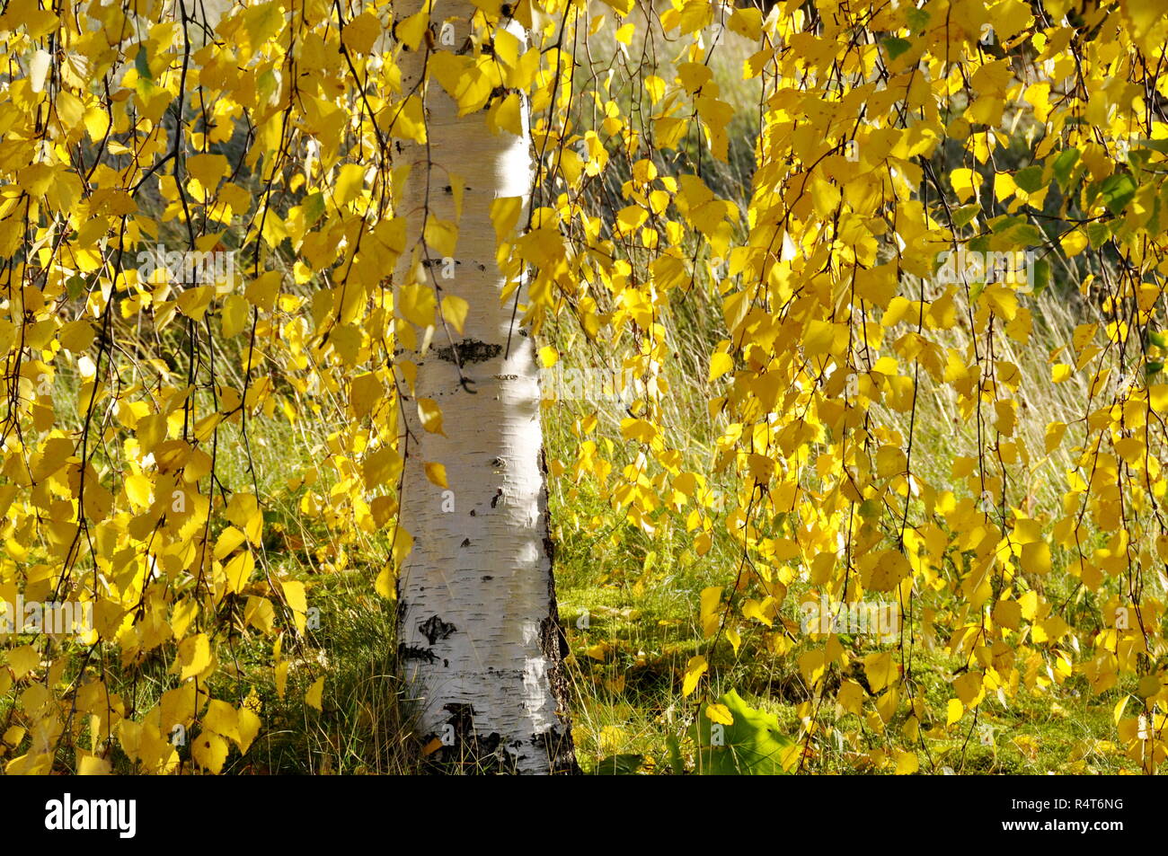 White stem birch tree hires stock photography and images Alamy