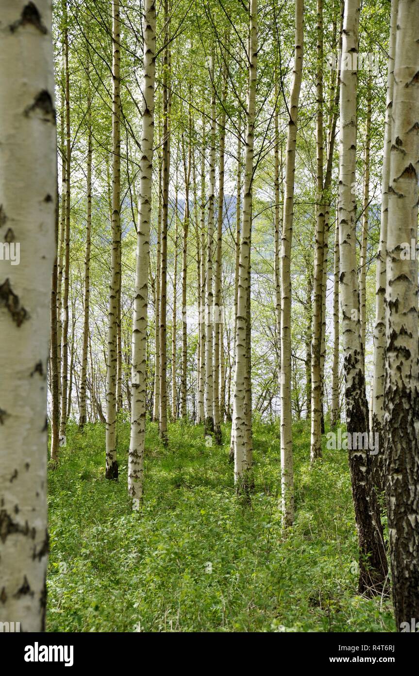 Birch tree forest with intensely green new foliage and white stems Stock Photo Alamy
