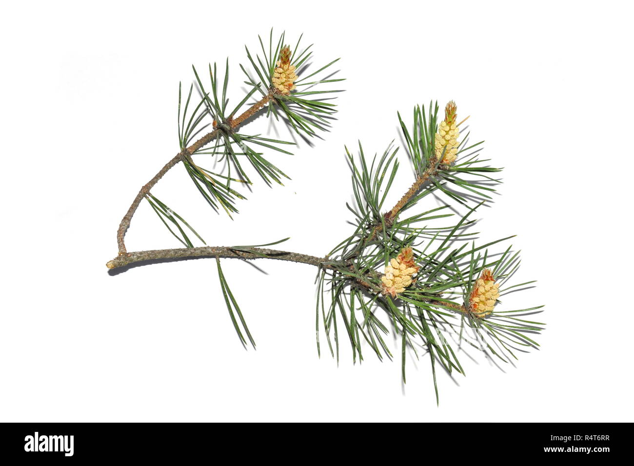 Branch of Pinus sylvestris on white background Stock Photo