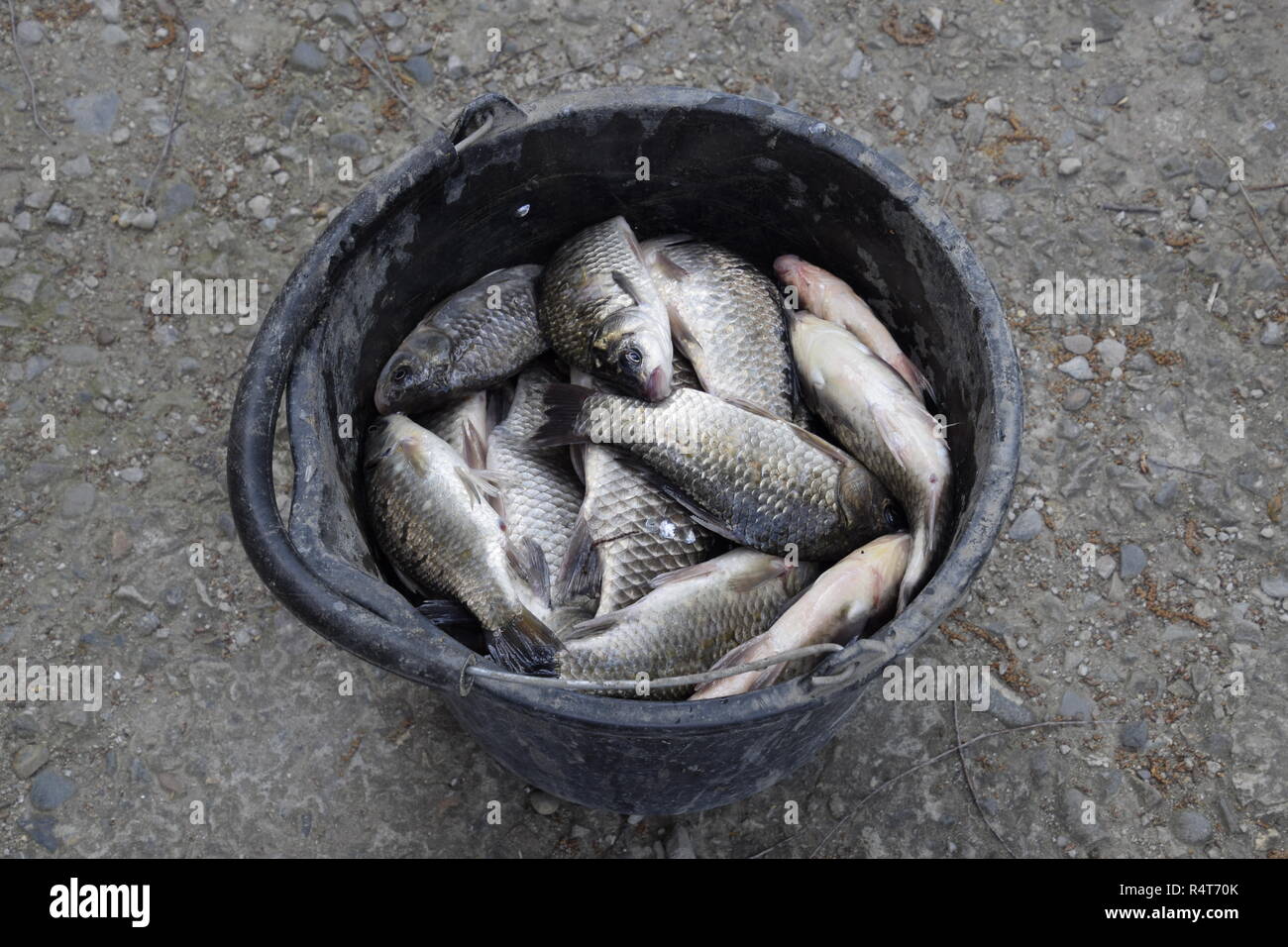 River fish in a plastic bucket. Fish catch. Carp and carp. Weed fish