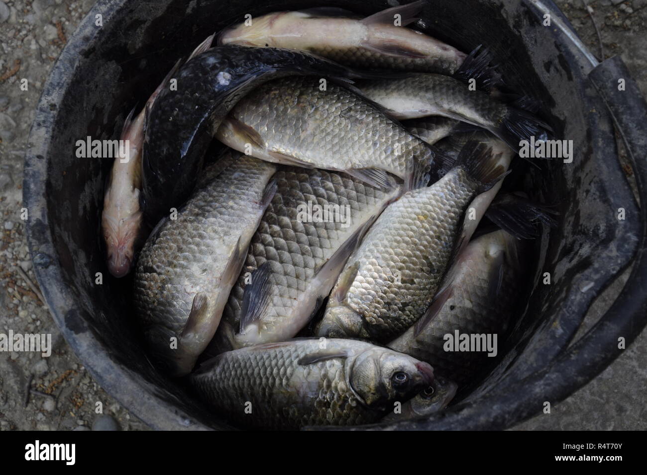 River fish in a plastic bucket. Fish catch. Carp and carp. Weed fish