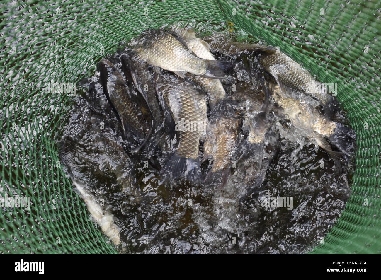 Fish In Grid River fish in a green plastic grid in a pond. Fish catch. Carp and carp ...